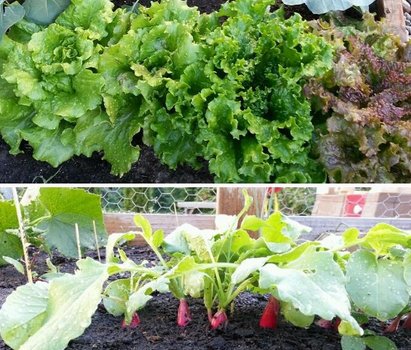 homegrown vegetables